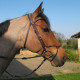 Bridon Evolution - Muserolle Soft'T confort